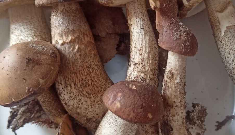 Где в Беларуси пошли боровики, бабки и маслята? Белорусы закидали TikTok видео урожая