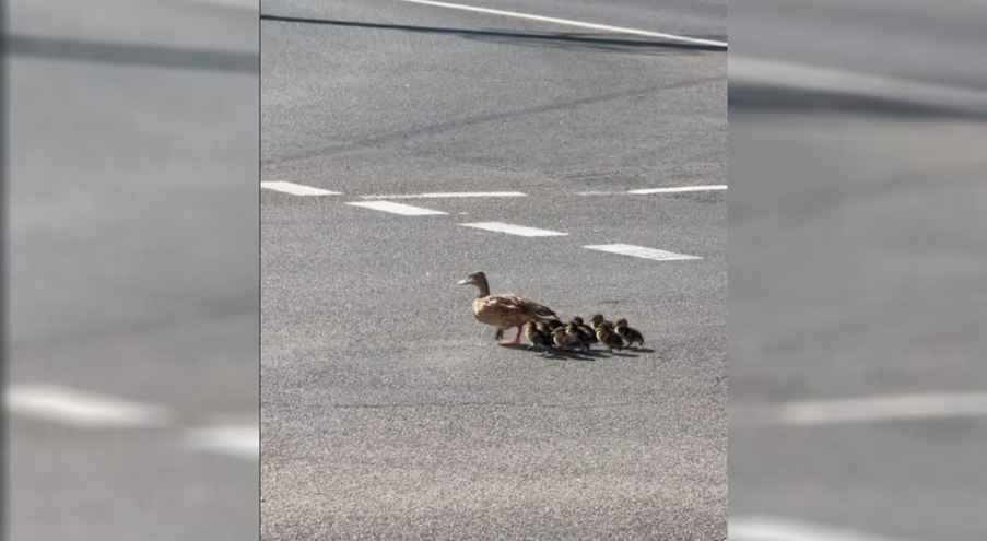 Видео сняли на переходе недалеко от стадиона «Динамо»