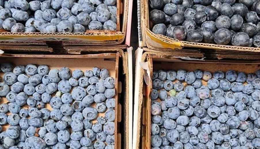 "В кредит?" — На Комаровке нашли "золотую" черешню. Подписчики в TikTok поделились своими наблюдениями