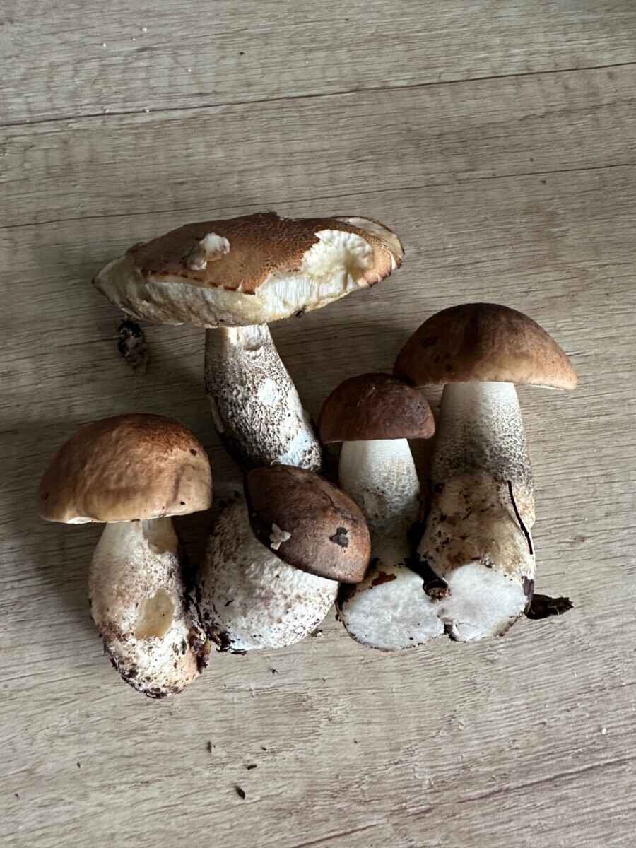 Где в Беларуси пошли боровики, бабки и маслята? Белорусы закидали TikTok видео урожая