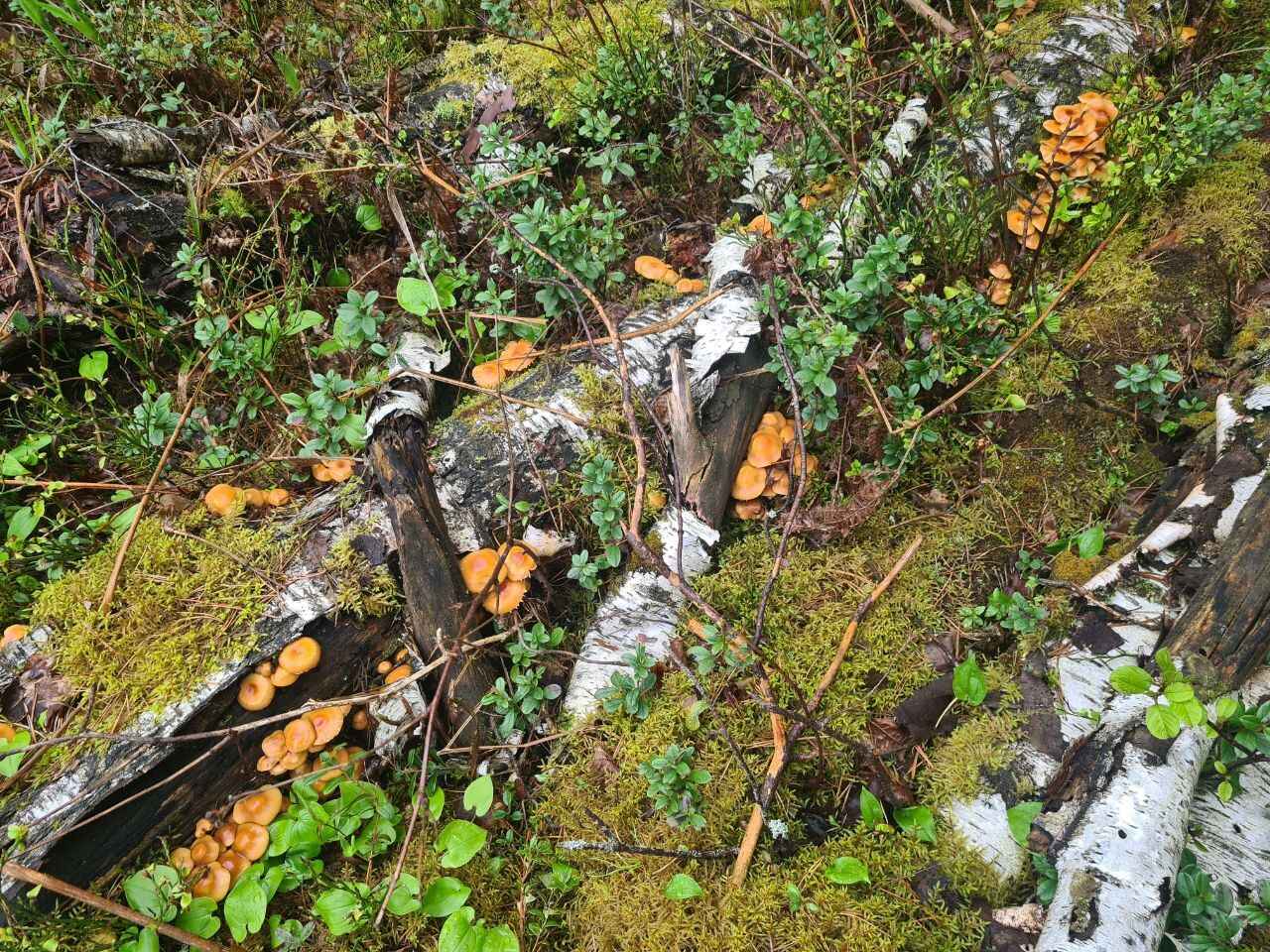 Где в Беларуси пошли боровики, бабки и маслята? Белорусы закидали TikTok видео урожая