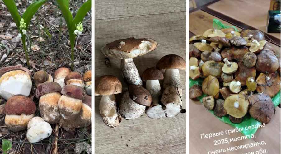 География грибных находок оказалась весьма разнообразной. Так, энтузиасты