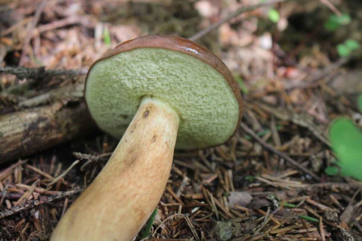 «В 9 раз больше» — Эти грибы в Беларуси впитывают радиацию как «губка». Грибник объяснил, бывают ли чистые возле радиоактивных пятен