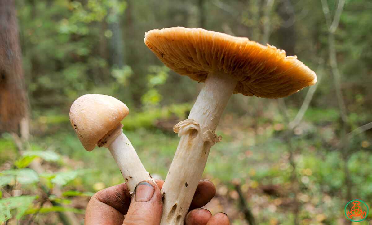 «В 9 раз больше» — Эти грибы в Беларуси впитывают радиацию как «губка». Грибник объяснил, бывают ли чистые возле радиоактивных пятен