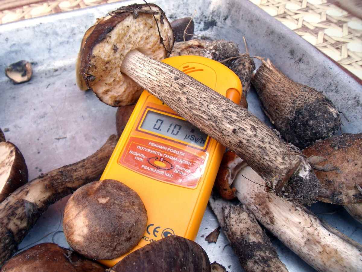 «В 9 раз больше» — Эти грибы в Беларуси впитывают радиацию как «губка». Грибник объяснил, бывают ли чистые возле радиоактивных пятен