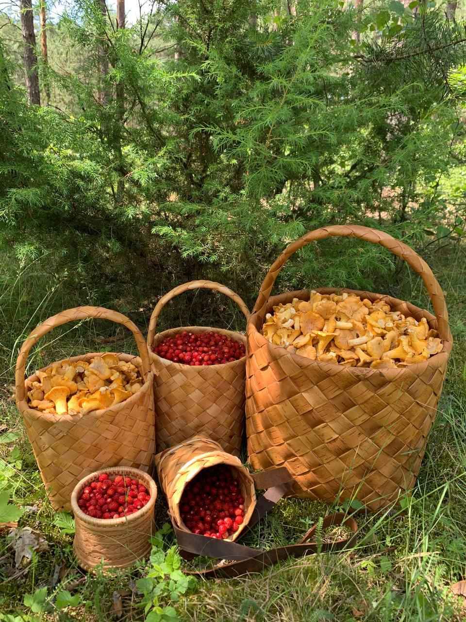 Появятся и быстро исчезнут? Спросили опытных грибников, ждать ли волну грибов в июне после затяжных дождей