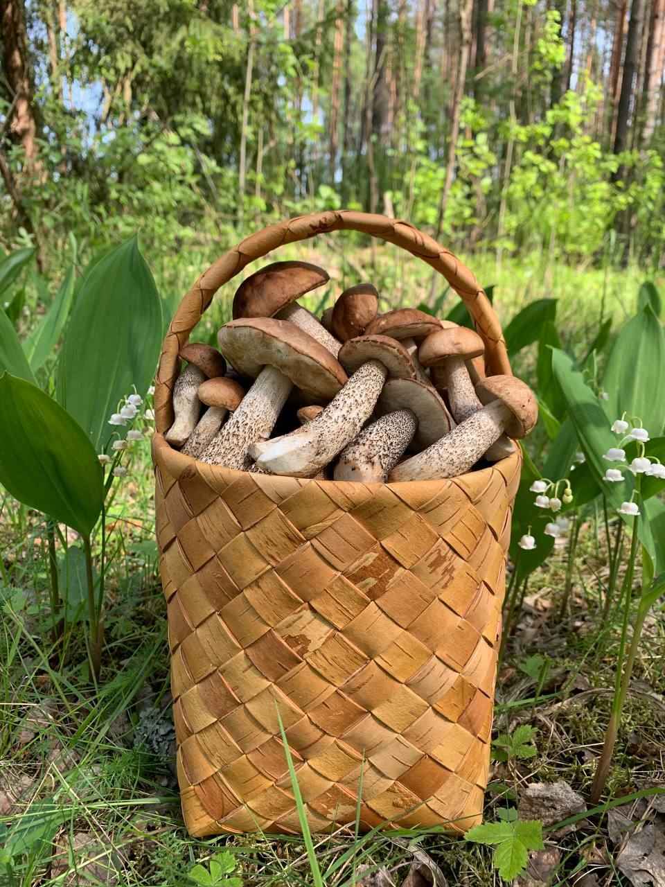 Появятся и быстро исчезнут? Спросили опытных грибников, ждать ли волну грибов в июне после затяжных дождей