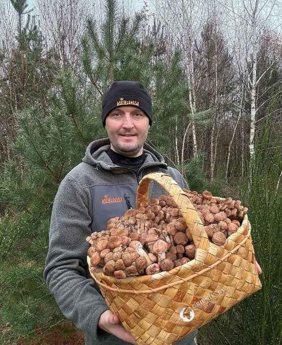 Появятся и быстро исчезнут? Спросили опытных грибников, ждать ли волну грибов в июне после затяжных дождей