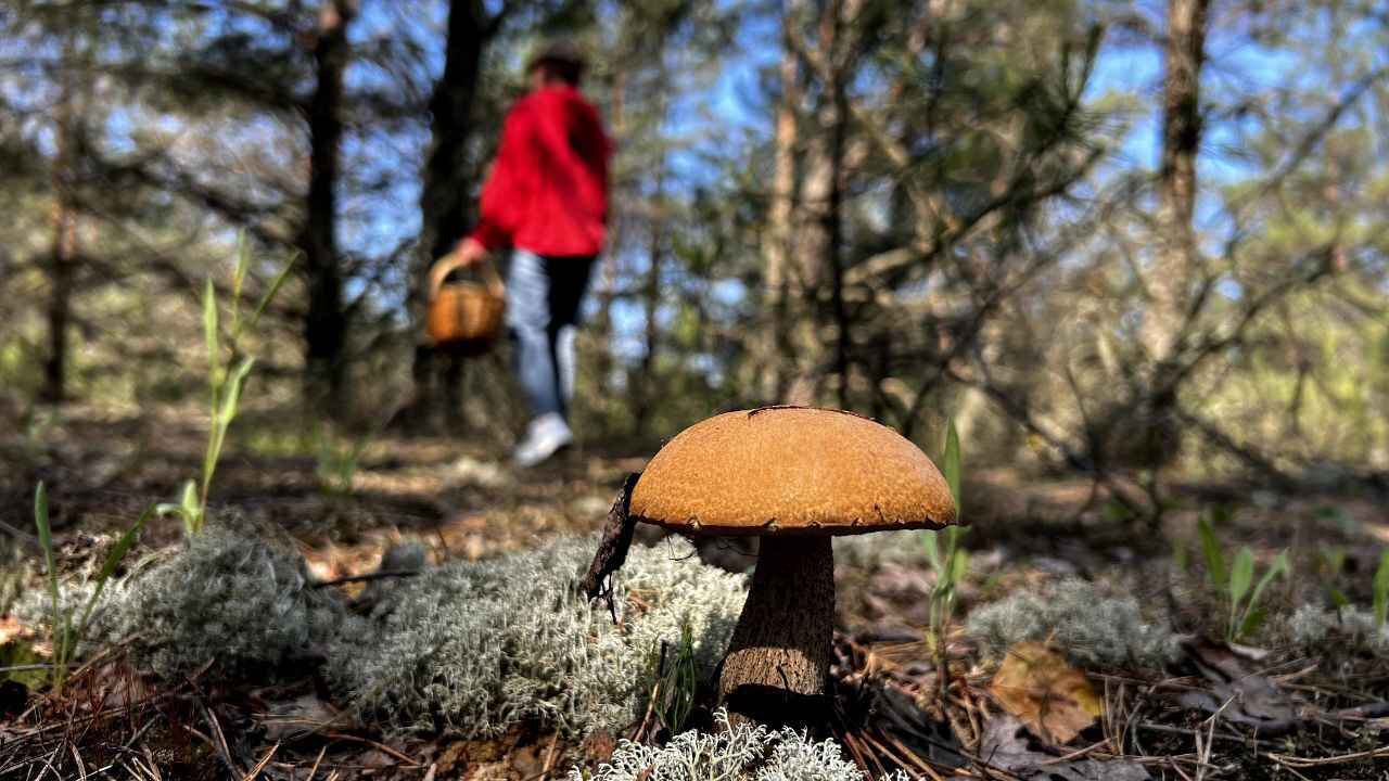 «В 9 раз больше» — Эти грибы в Беларуси впитывают радиацию как «губка». Грибник объяснил, бывают ли чистые возле радиоактивных пятен