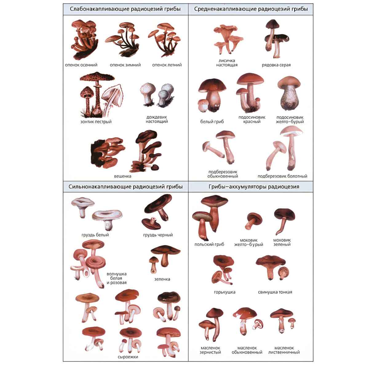 «В 9 раз больше» — Эти грибы в Беларуси впитывают радиацию как «губка». Грибник объяснил, бывают ли чистые возле радиоактивных пятен