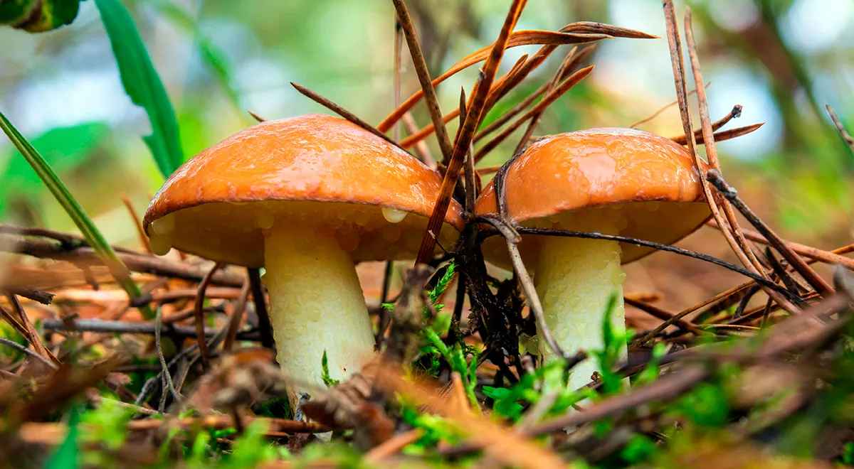 «В 9 раз больше» — Эти грибы в Беларуси впитывают радиацию как «губка». Грибник объяснил, бывают ли чистые возле радиоактивных пятен