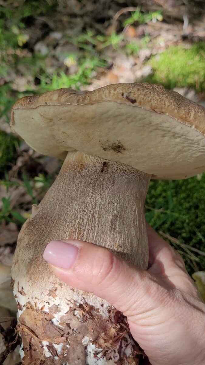 Появятся и быстро исчезнут? Спросили опытных грибников, ждать ли волну грибов в июне после затяжных дождей