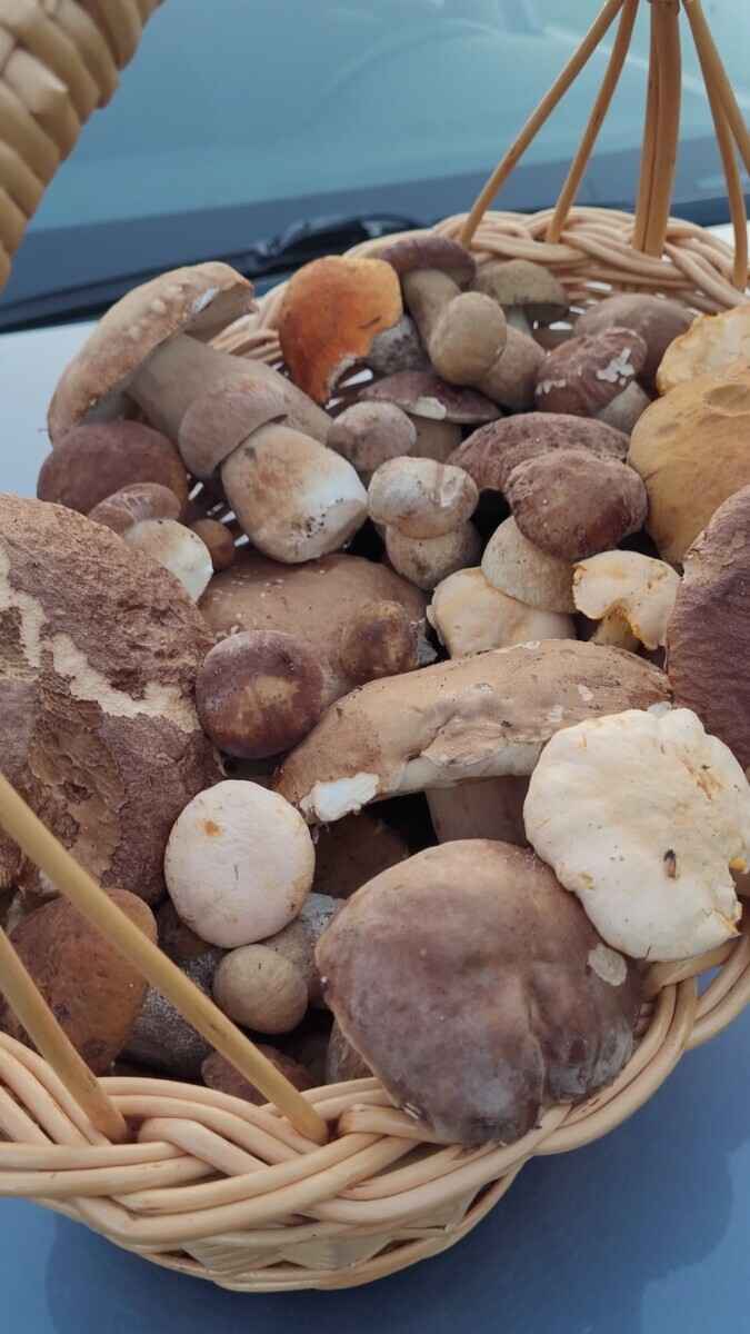 Появятся и быстро исчезнут? Спросили опытных грибников, ждать ли волну грибов в июне после затяжных дождей