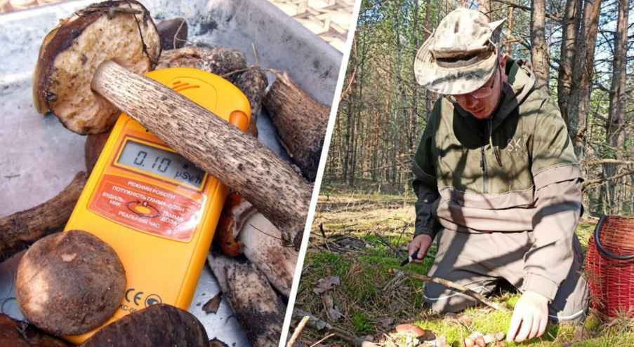 Многие белорусы, отправляясь за грибами в новый лес,