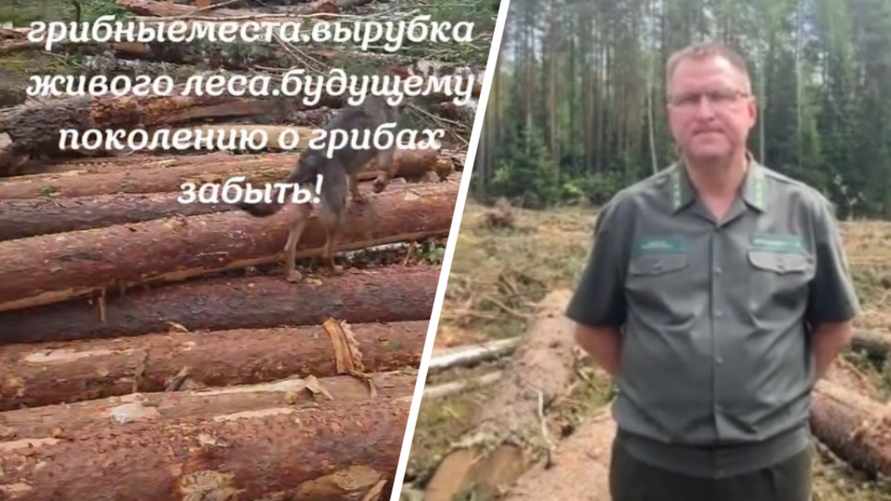 "Сравнимо с сельским хозяйством" - В Минлесхозе ответили белорусам почему вырубают лес