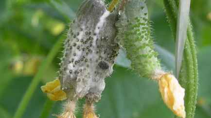 Как избежать гнили молодых огурчиков? Этот натуральный раствор поможет в профилактике и при первых признаках