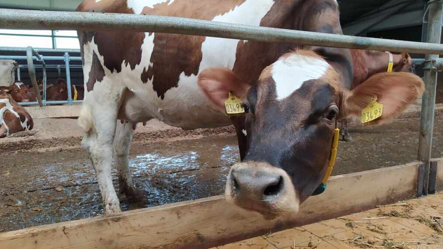 Фото иллюстрационное