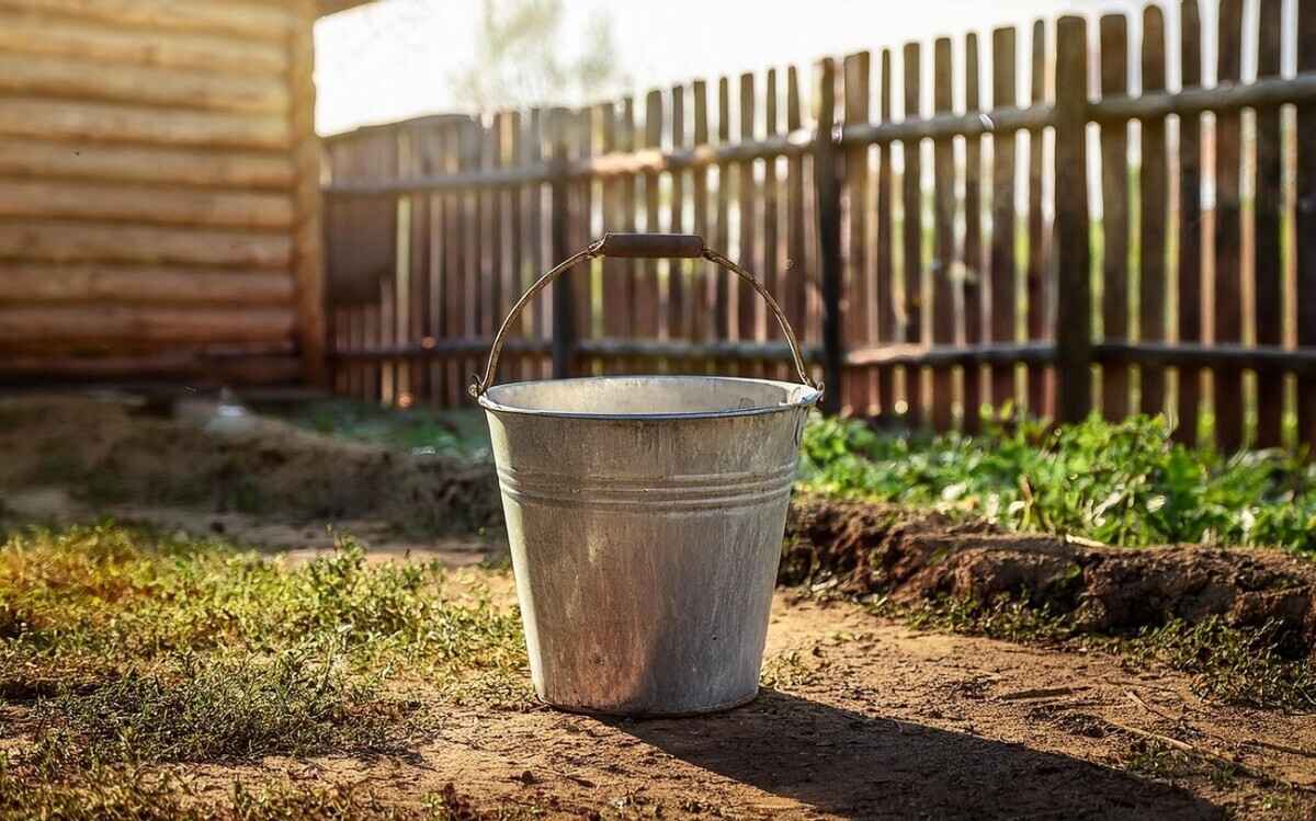 Полейте домашним средством огурцы от мучнистой росы. Какой сорняк пригодится?