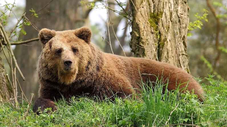 Женщина выжила после нападения медведя. Ее спасло только одно