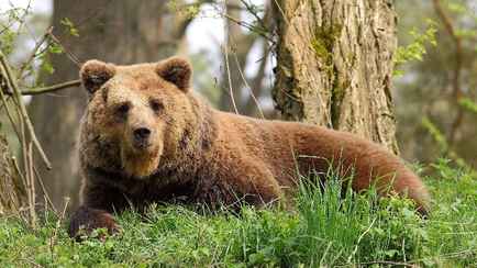 Женщина выжила после нападения медведя. Ее спасло только одно