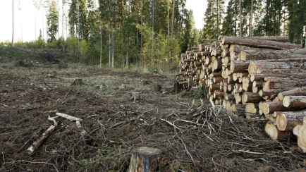 Минлесхоз дал белорусам 4 дня в августе, чтобы пожаловаться на бесхозяйственность в лесу