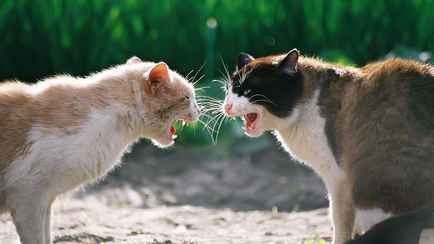 В Лиде драка двух питомцев привела их хозяев в суд: «Коту дело шьют»