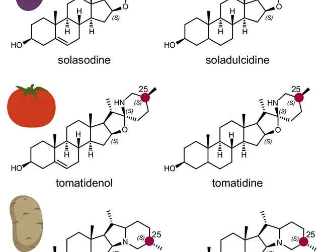 Исследователи изучили химическую структуру томатов и родственных им веществ