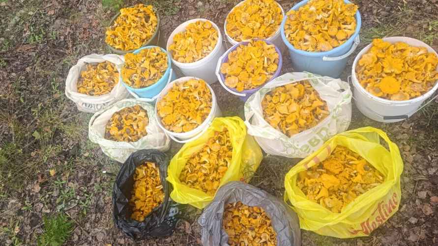 Талька. Фото Евгения Клименкова