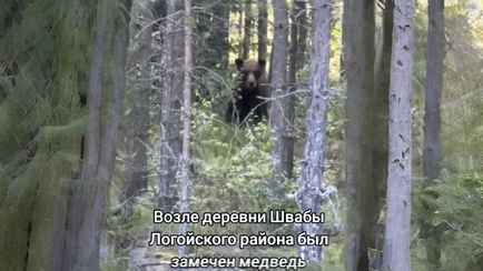 «Что-то лисичек не хочу» — В грибных лесах недалеко от Минска заметили медведя