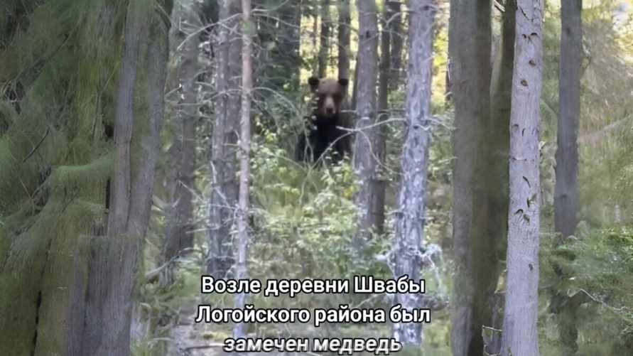 "Что-то лисичек не хочу" - В грибных лесах недалеко от Минска заметили медведя