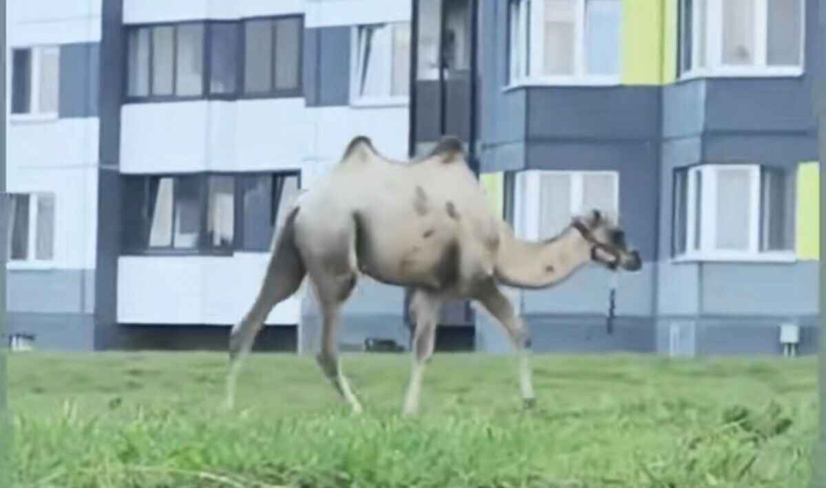 В Дзержинске заметили во дворе дома пасущегося верблюда. Откуда взялся?
