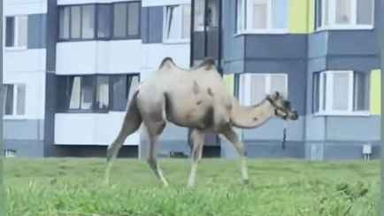 В Дзержинске заметили во дворе дома пасущегося верблюда. Откуда взялся?