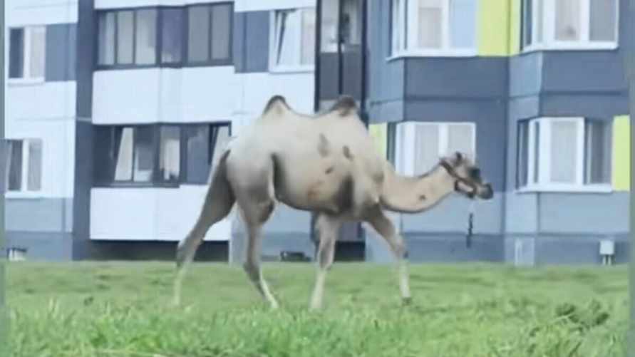 В Дзержинске заметили во дворе дома пасущегося верблюда. Откуда взялся?