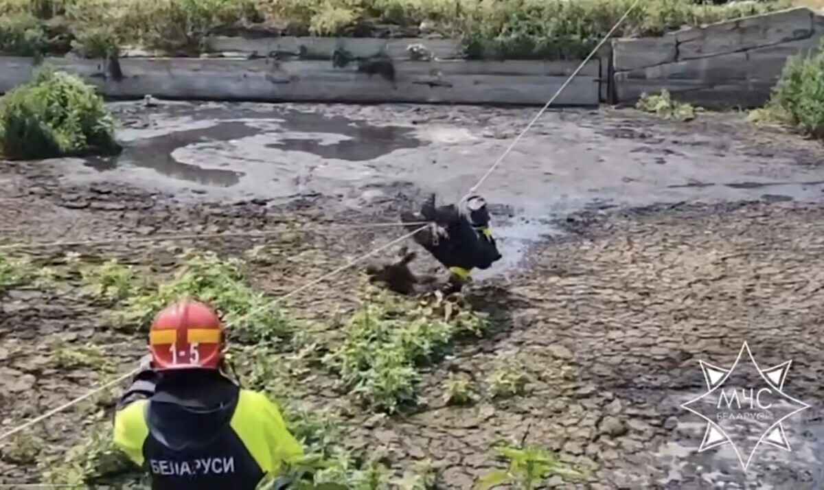 Спасатели провели целую спецоперацию по спасению лосенка на Гродненщине