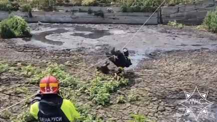 Спасатели провели целую спецоперацию по спасению лосенка на Гродненщине