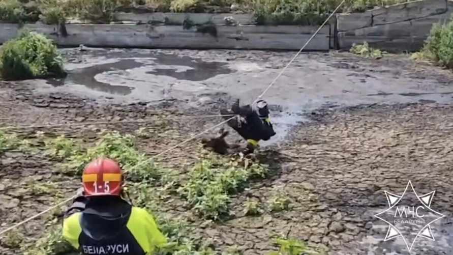 Спасатели провели целую спецоперацию по спасению лосенка на Гродненщине