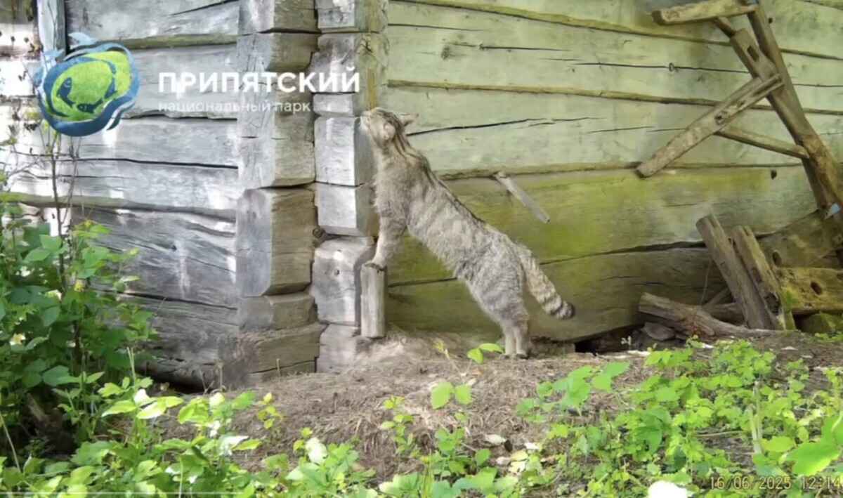 В Беларуси впервые за 100 лет обнаружили считавшегося вымершим лесного кота - Минприроды