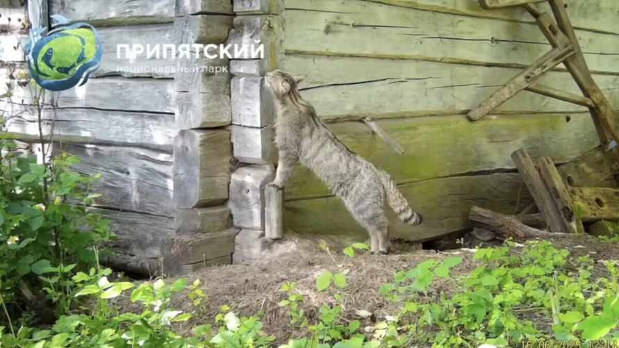 В Беларуси впервые за 100 лет обнаружили считавшегося вымершим лесного кота - Минприроды