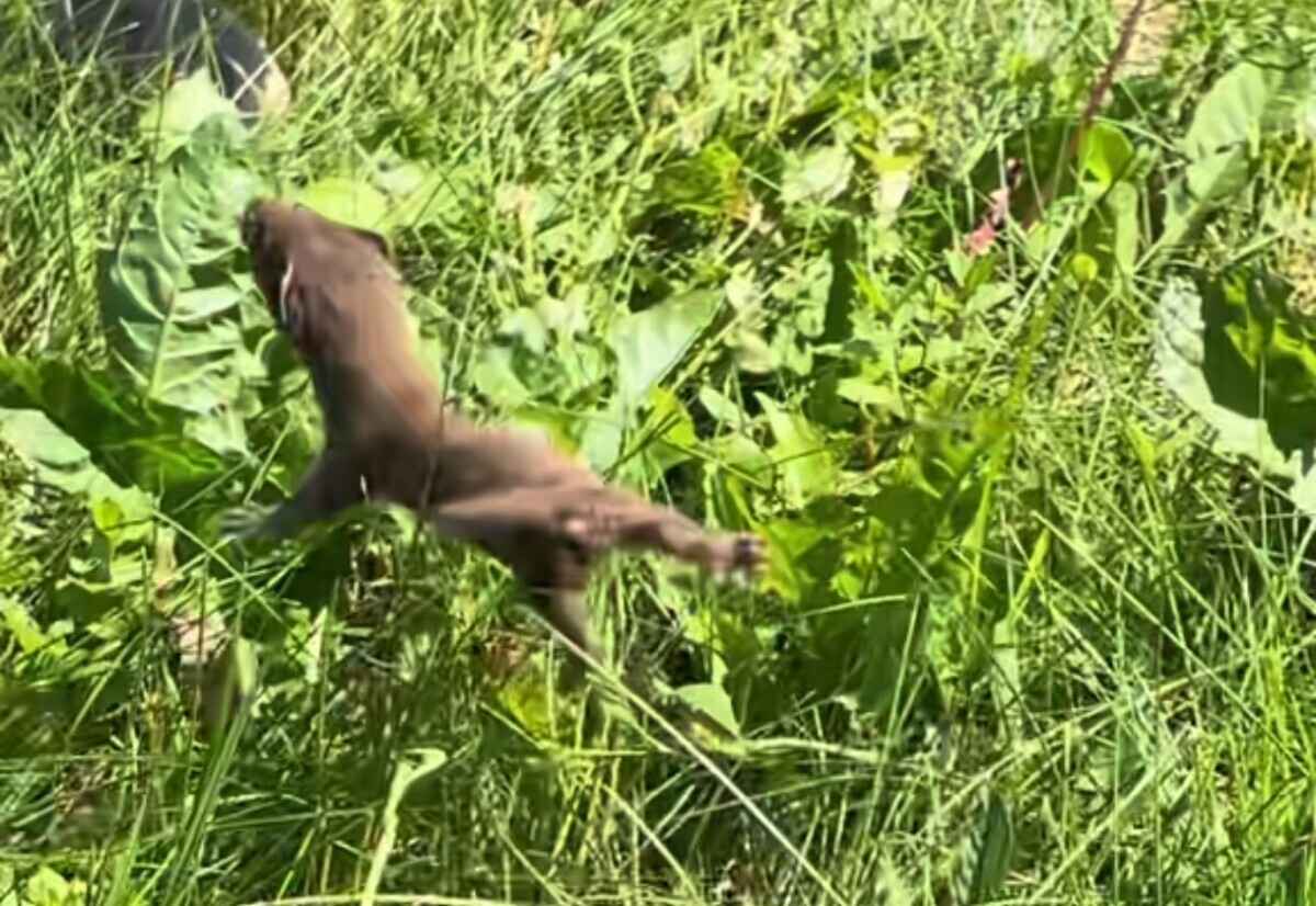 Видео храброго кота под Минском набрало тысячи просмотров в TikTok: "Наш был бы в ужасе"