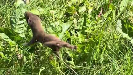 Видео храброго кота под Минском набрало тысячи просмотров в TikTok: «Наш был бы в ужасе»