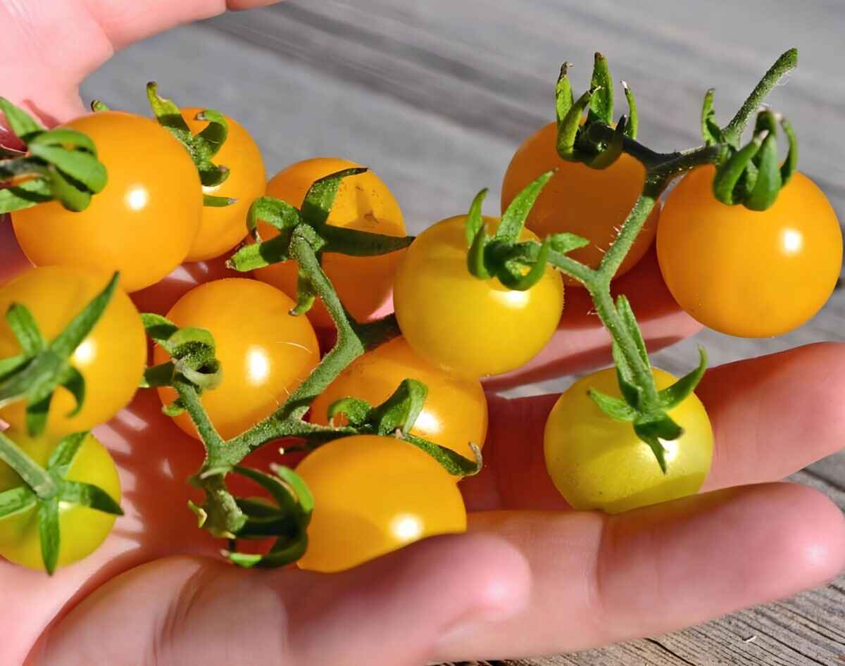 Обычные дикие галапагосские томаты