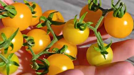 Учёные открыли «регрессирующие» помидоры. А есть их можно?