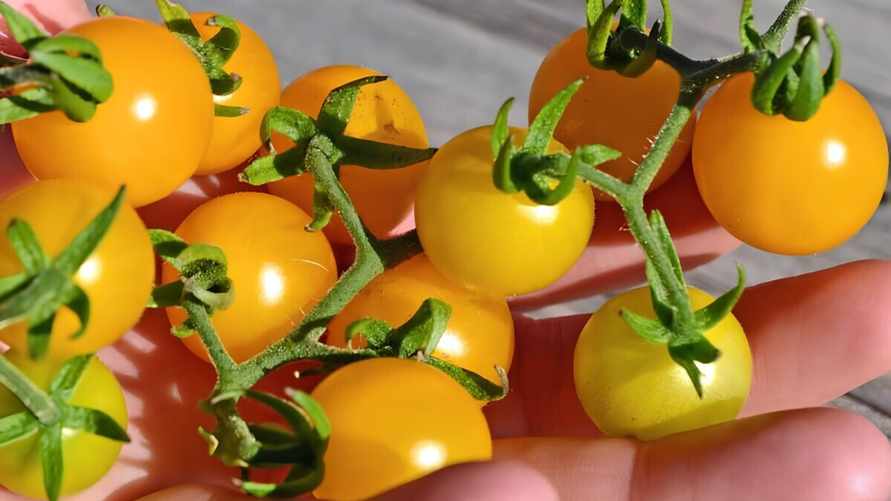 Обычные дикие галапагосские томаты