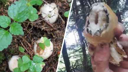 Грибники стали массово записывать видео, как едят «чёртовы яйца». А это точно можно?