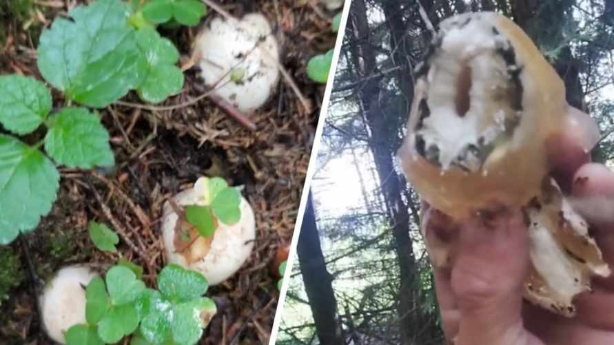 Грибники стали массово записывать видео, как едят "чёртовы яйца". А это точно можно?