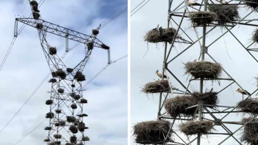 "Многоэтажка" аистов набрала почти 1 млн просмотров в TikTok. Это где?