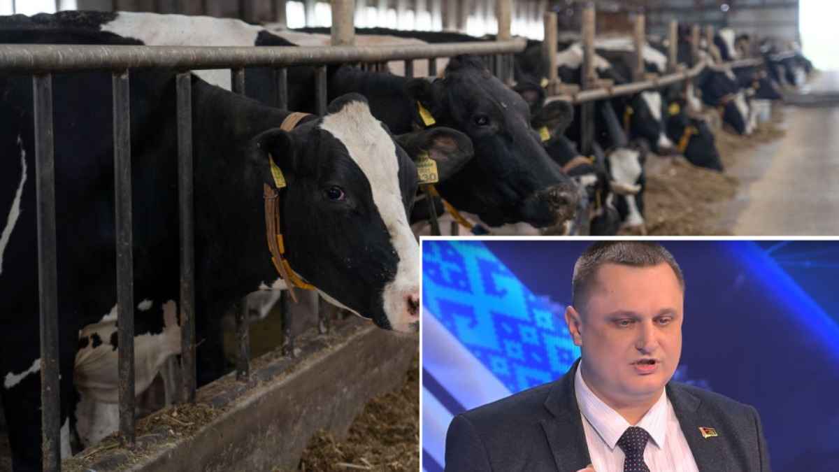 Минсельхозпрод заявил, что в Беларуси нет эпидемий бруцелеза, туберкулёза и лейкоза у коров