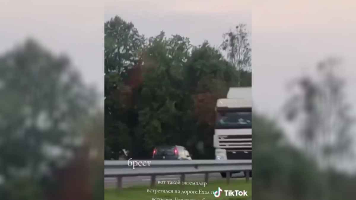 «Хотел сократить маршрут» - Брестская ГАИ вычислила водителя, который ехал по встречке по трассе М1