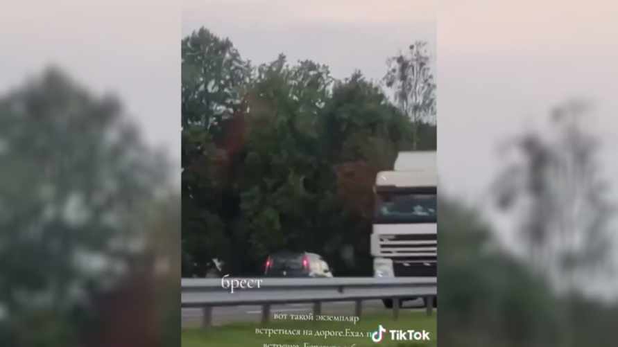 «Хотел сократить маршрут» - Брестская ГАИ вычислила водителя, который ехал по встречке по трассе М1