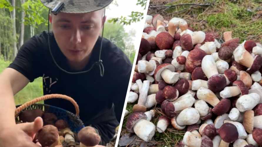 Грибник призвал белорусов не варить эти 4 вида боровиков. Почему?
